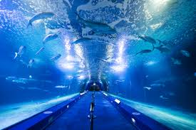 Oceanografic Aquarium Admission in Valencia